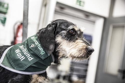 Der Bürohund Wasti trägt ein grünes Halstuch, das auf die Allwartung in Klimatechnik hinweist.