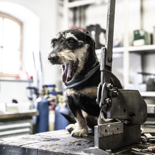 Ein Hund gähnt auf einem Werkstatttisch voller Werkzeuge für Klimatechnik.